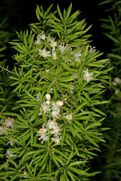 Image of Cwebe asparagus fern