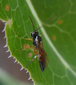 Image of Parasitoid wasp