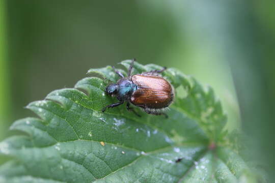 Image of Phyllopertha