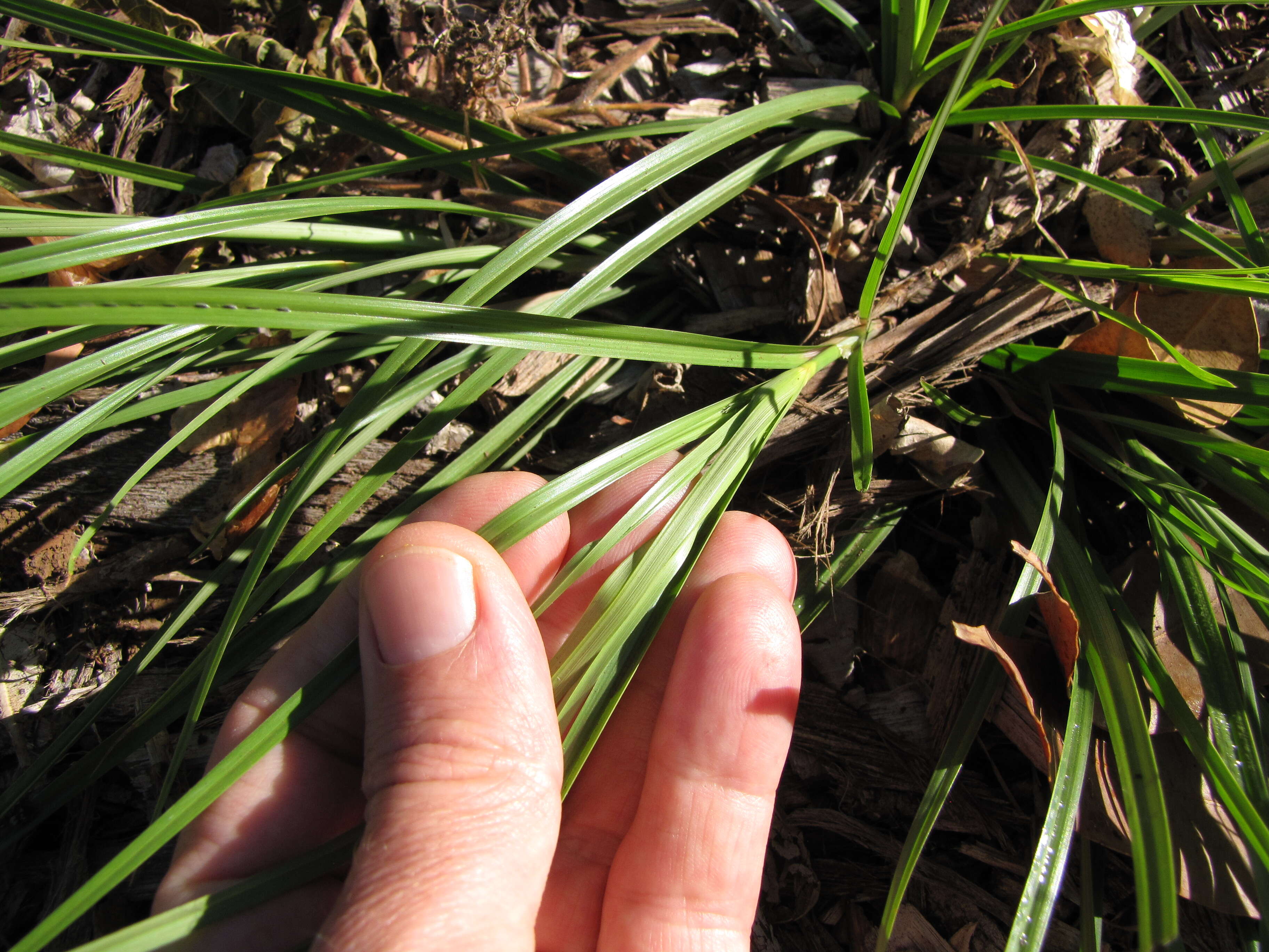 Image of inflatedscale flatsedge