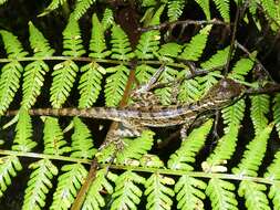 Image of Common Basilisk