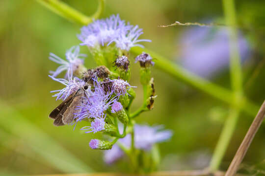 Image of Eufala Skipper