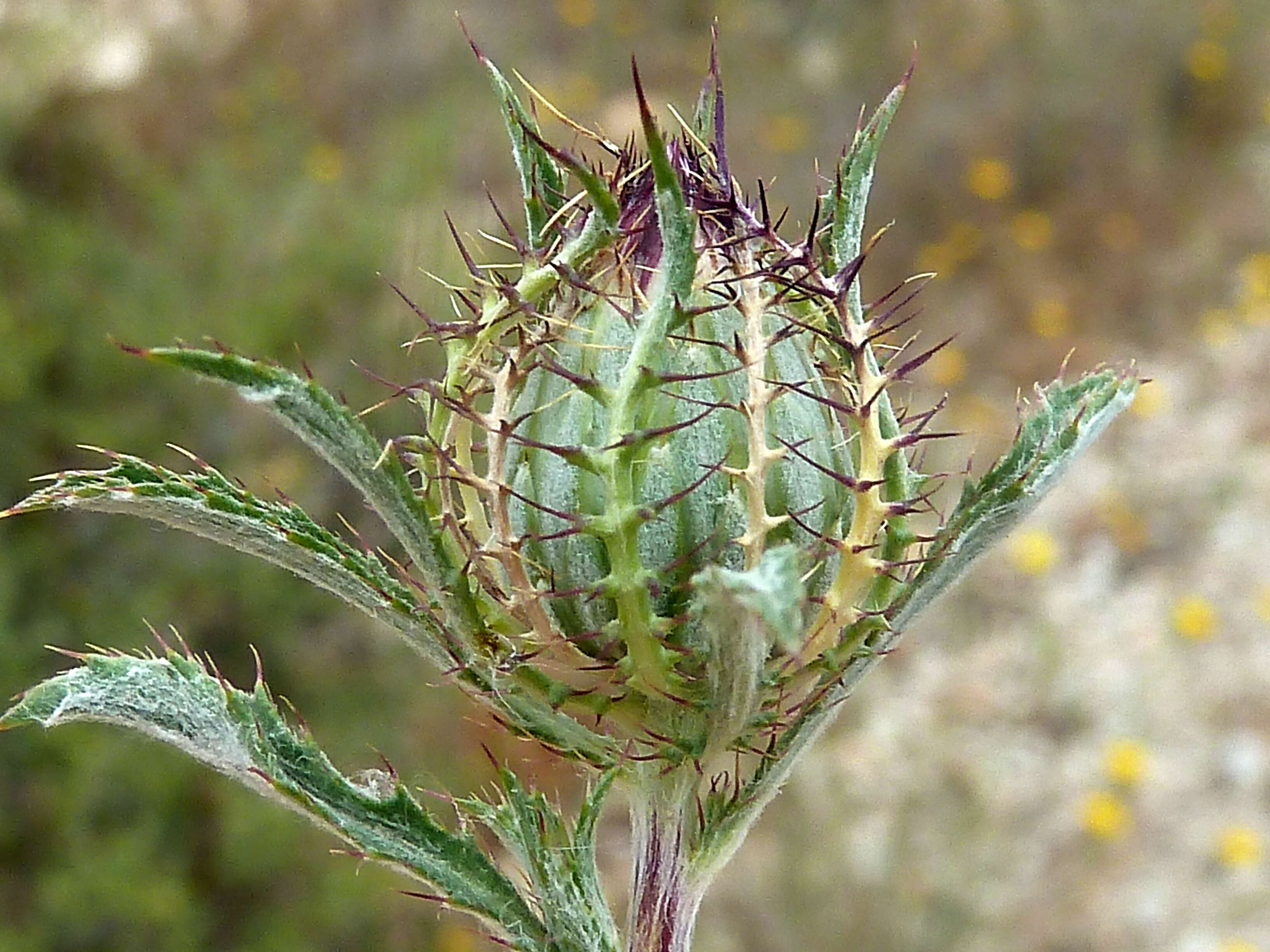 Image of Cage thistle