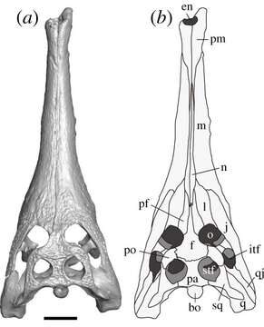 Crocodilia resmi