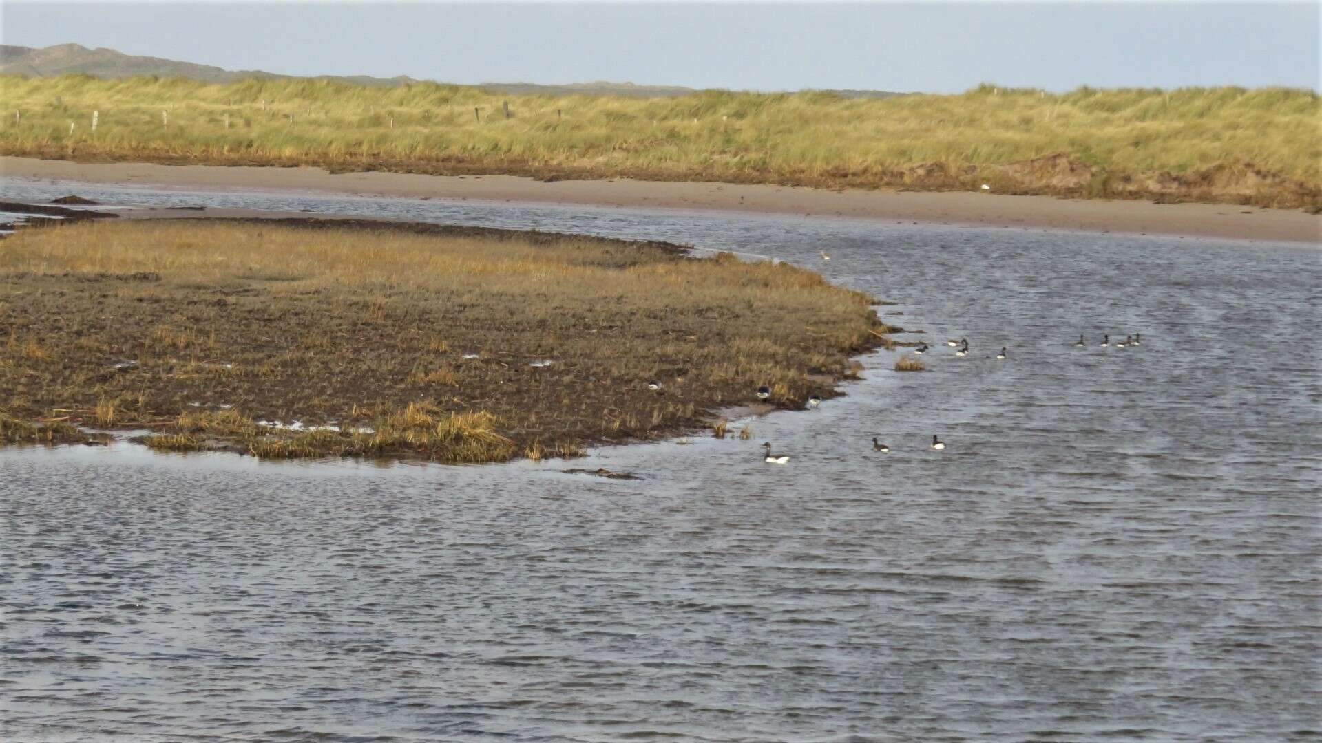 Image of European beachgrass