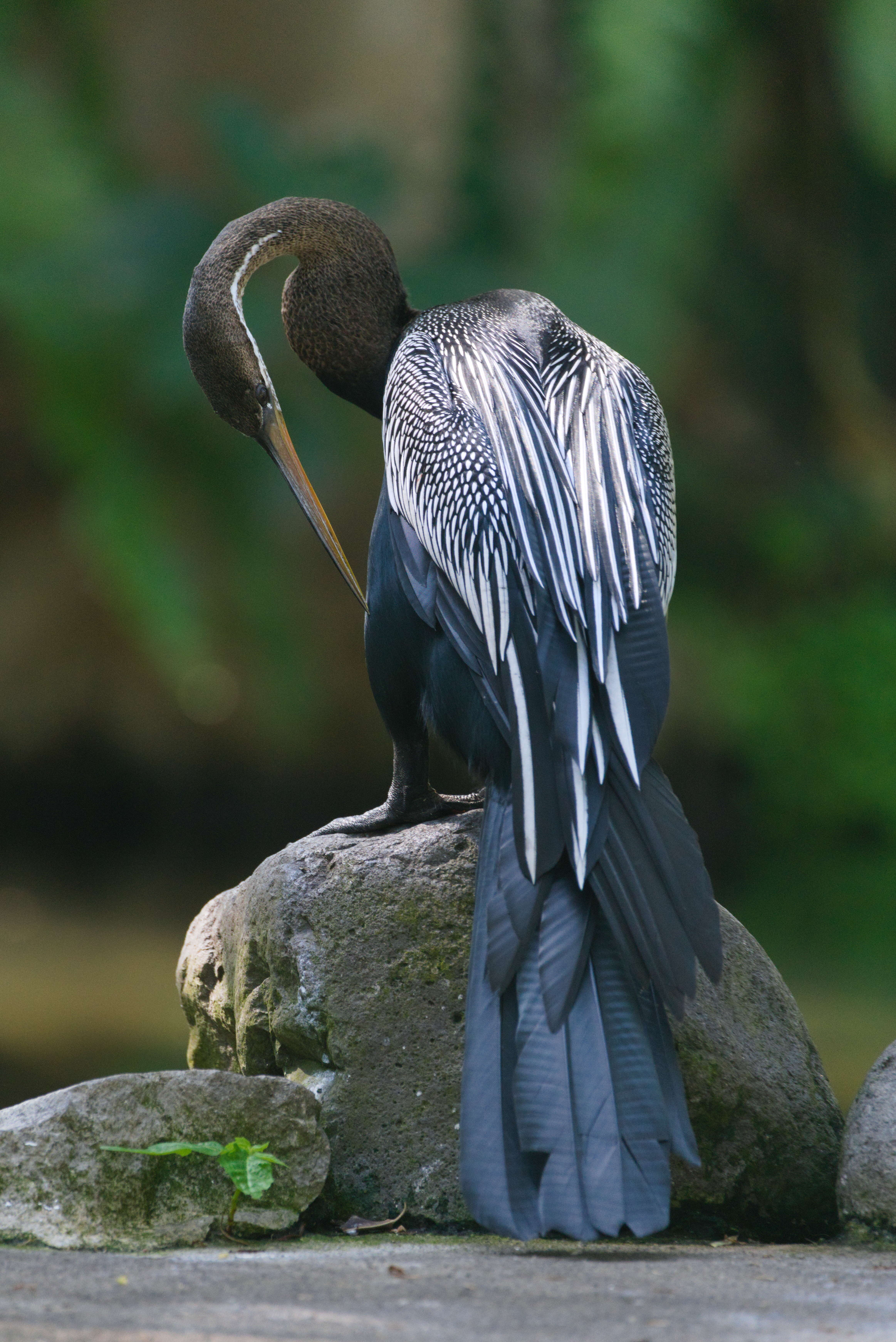 Image of Oriental Darter