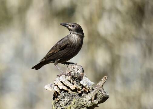 Image of Spotless Starling