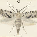 Image de Glyphipterix rugata Meyrick 1915
