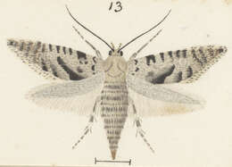 Plancia ëd Glyphipterix rugata Meyrick 1915