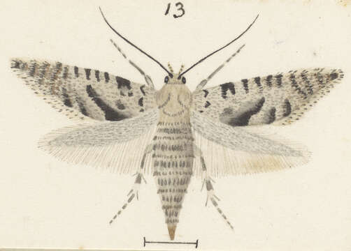 صورة Glyphipterix rugata Meyrick 1915