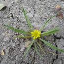 Image of <i>Geigeria filifolia</i>