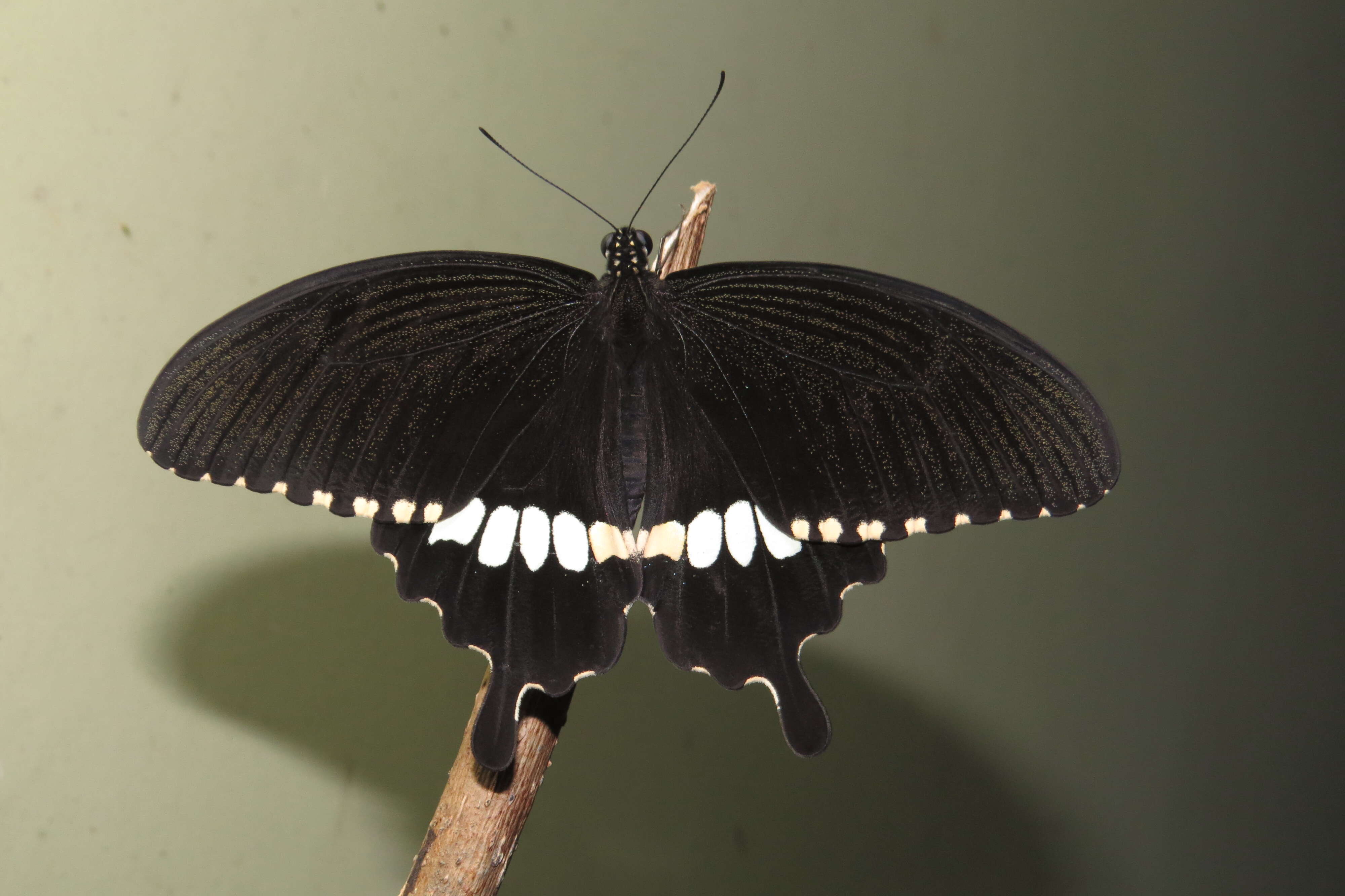 Image of Papilio polytes Linnaeus 1758