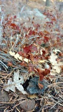 Image of <i>Chenopodium graveolens</i>