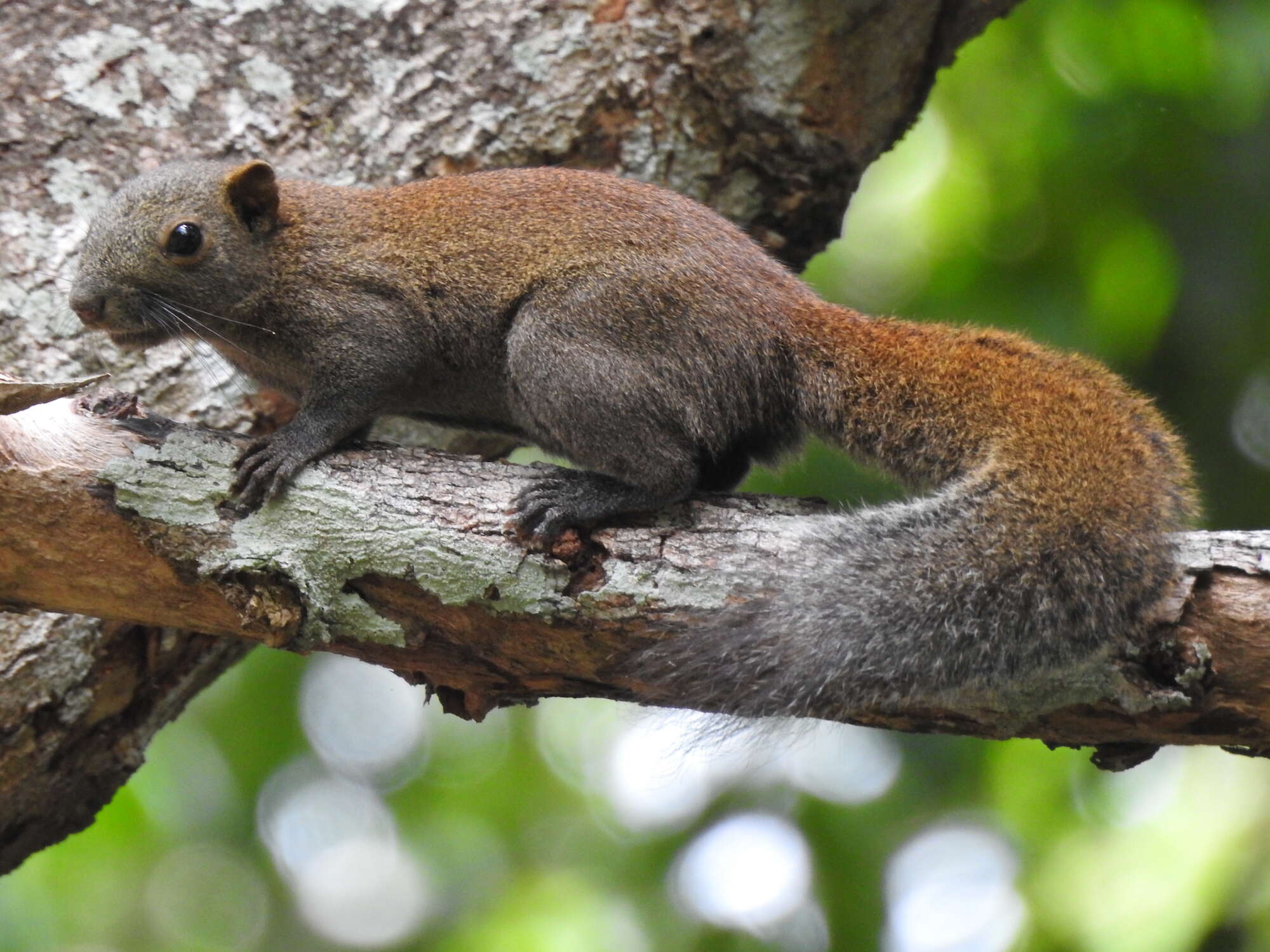 Image of Gray-bellied Squirrel