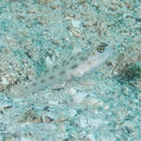 Image of Fierce shrimpgoby