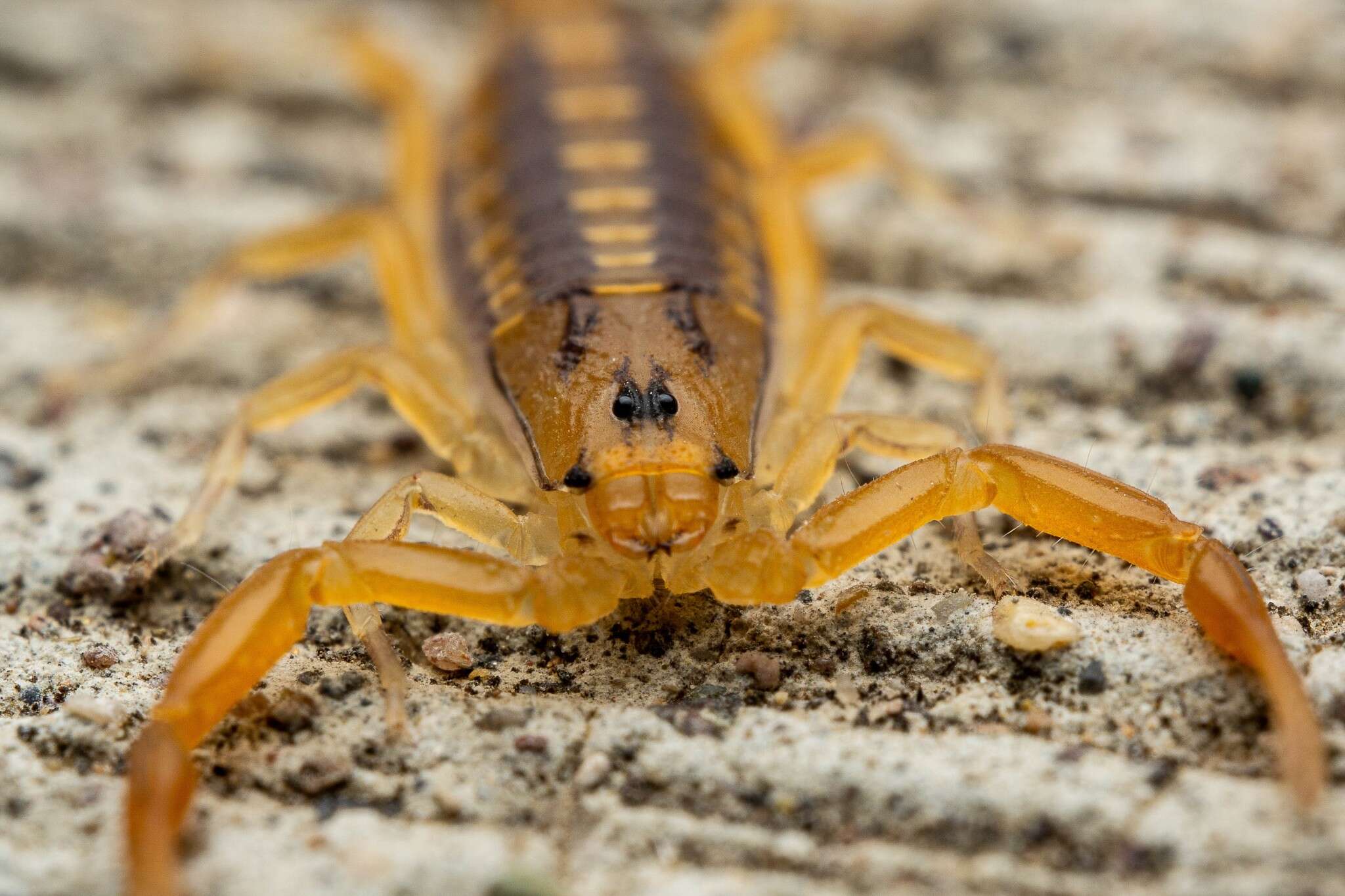 Image of Arizona Bark Scorpion