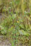 Pulicaria vulgaris Gaertn. resmi