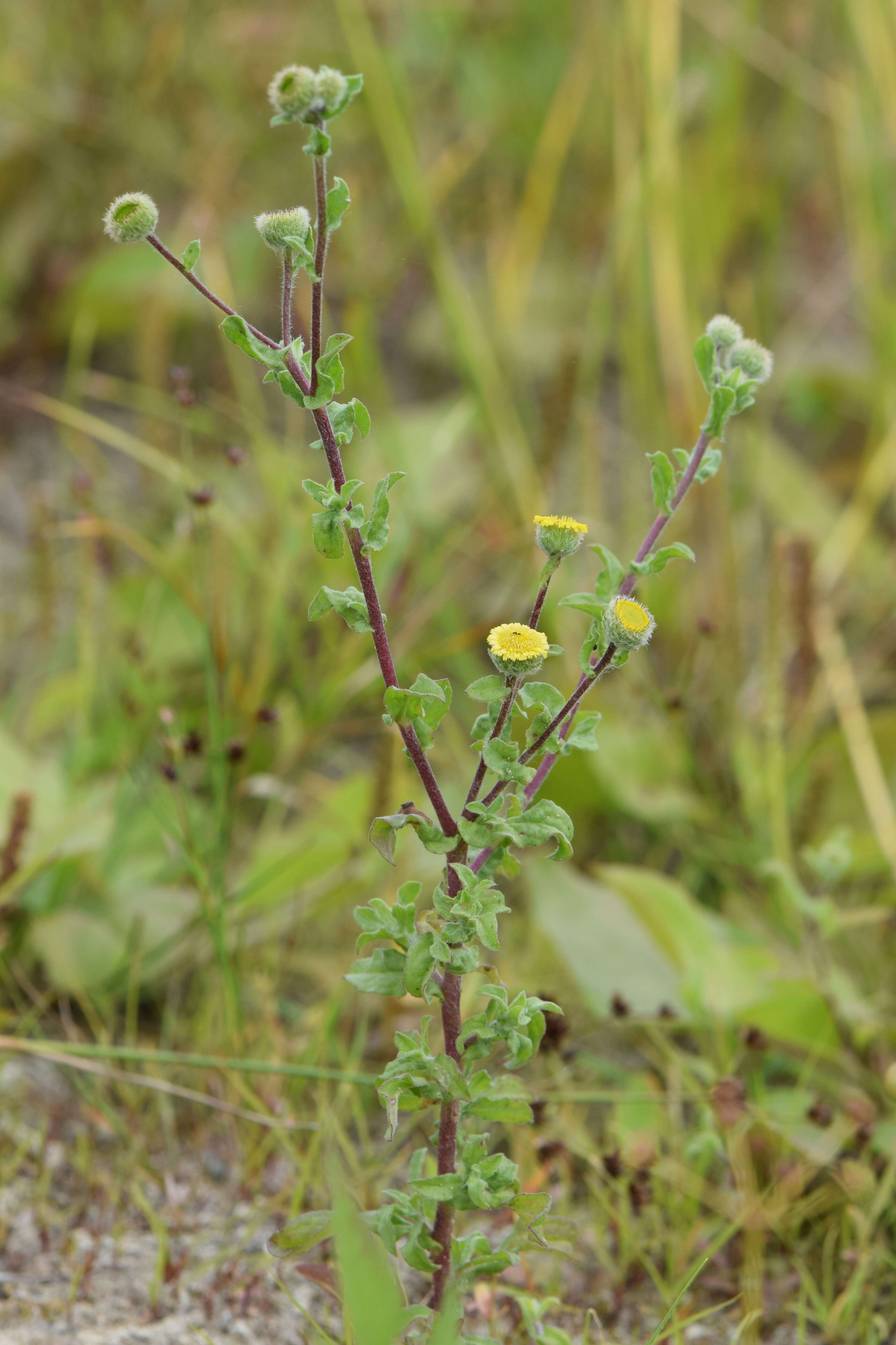 Pulicaria vulgaris Gaertn. resmi