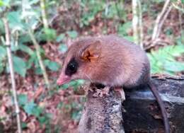 Image of Brazilian Gracile Mouse Opossum