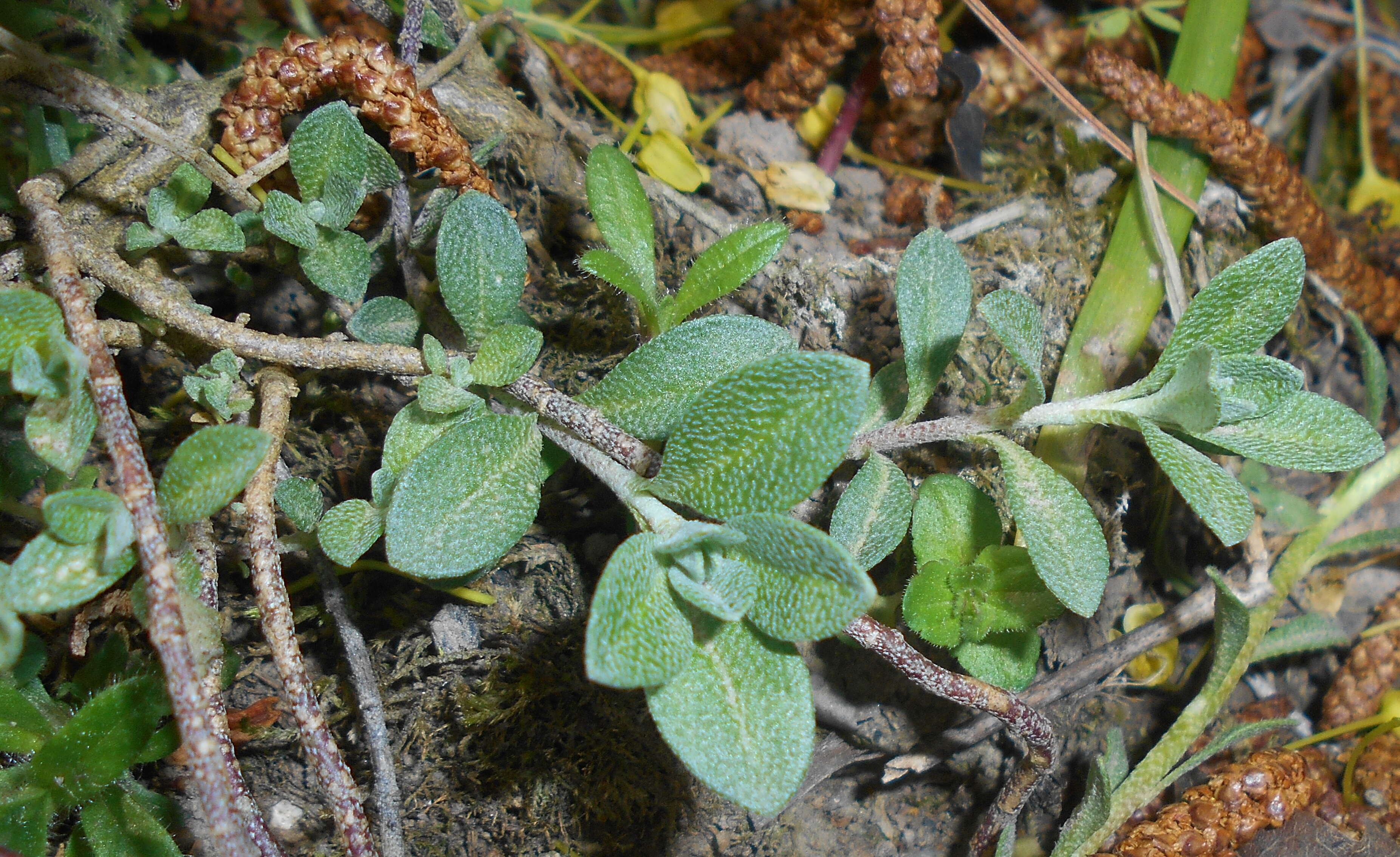 Sivun Alyssum wulfenianum Bernh. ex Willd. kuva