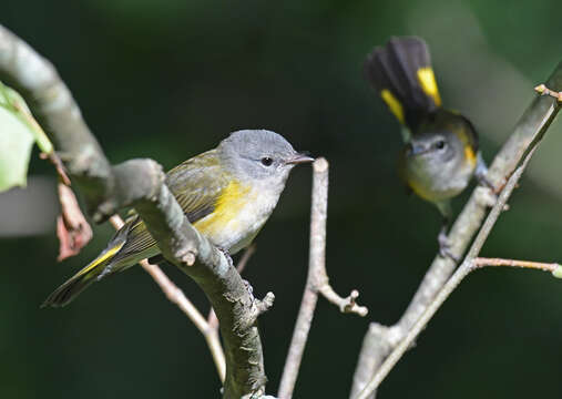 Image of American Redstart