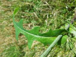 Plancia ëd Sonchus arvensis L.