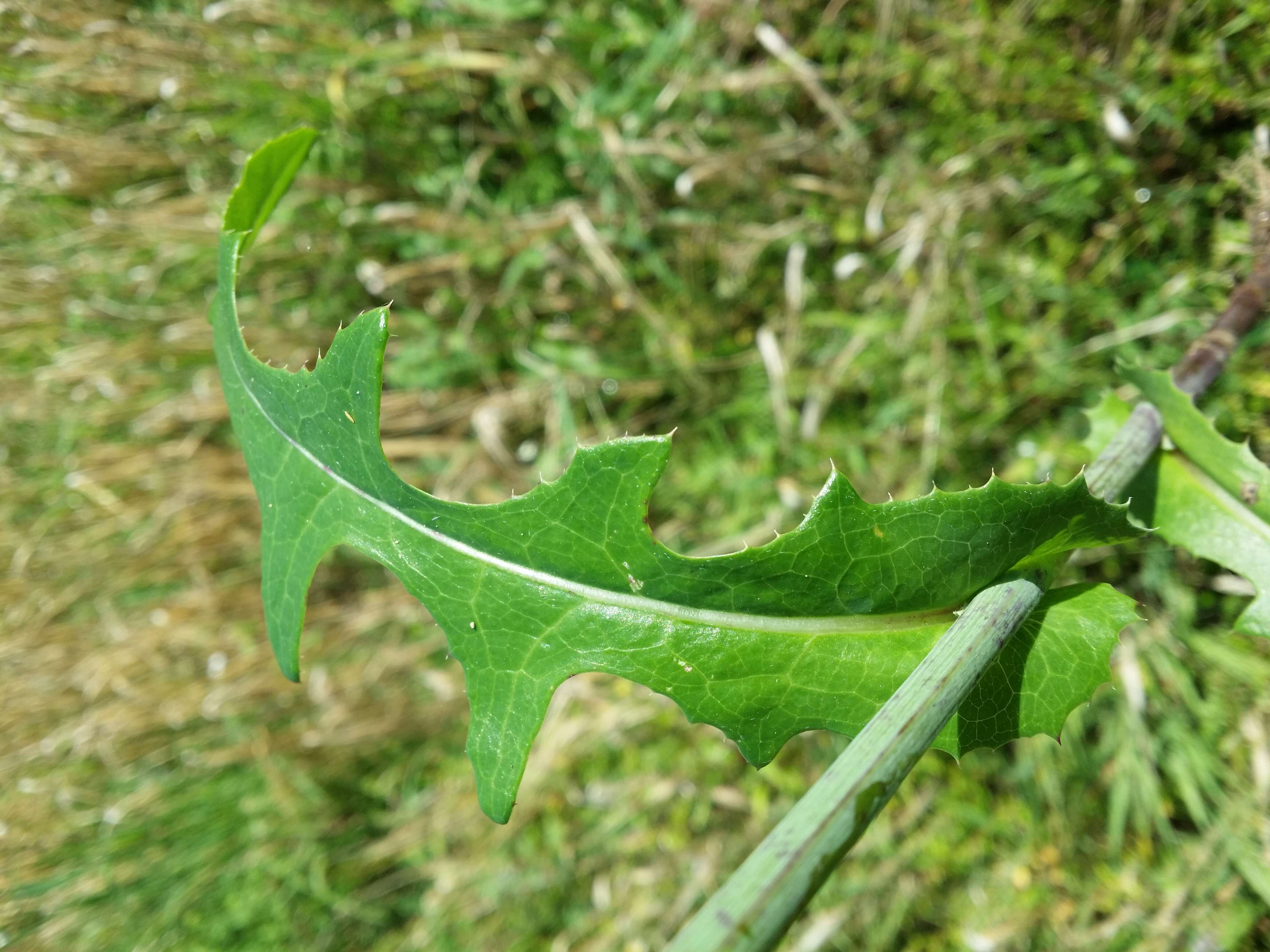 Plancia ëd Sonchus arvensis L.