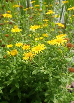 Image of common fleabane