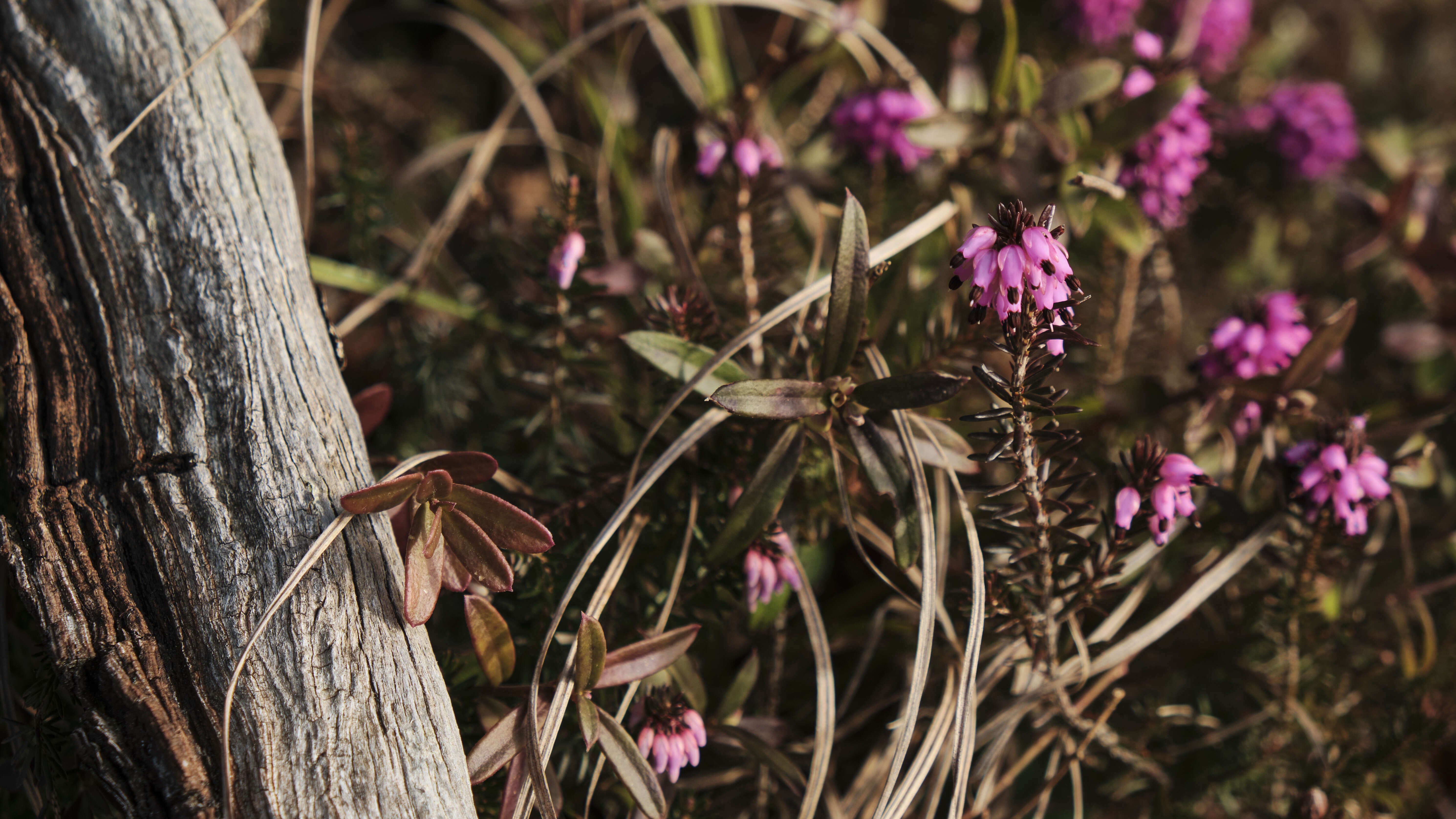 Imagem de Erica carnea L.