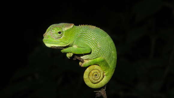 Image of West Usambara Blade-horned Chameleon