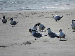 Image of Crested Tern