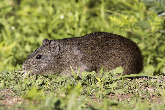 Image of Brazilian Guinea Pig