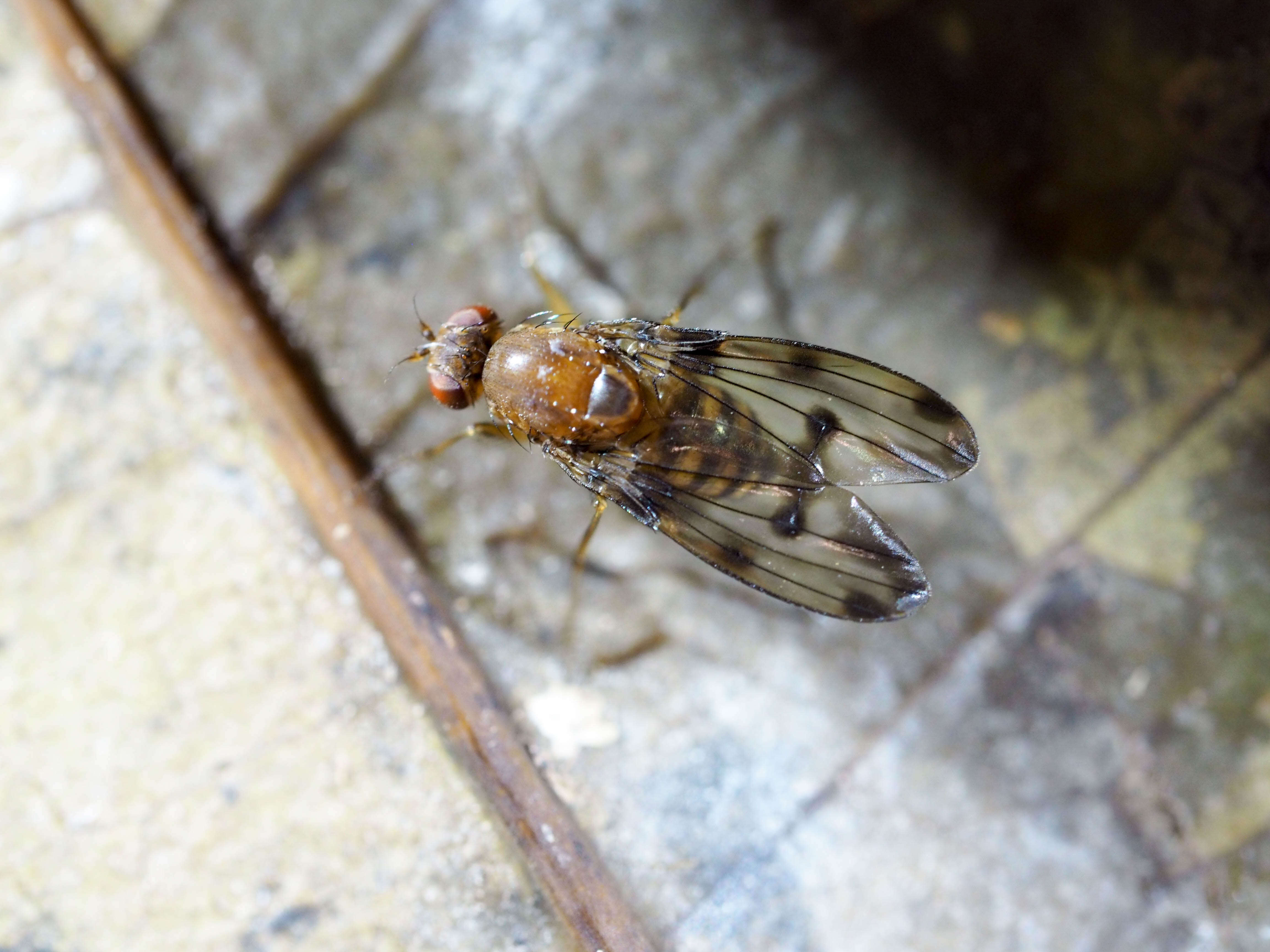 Image of fruit fly