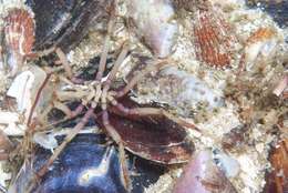 Image of sea spider