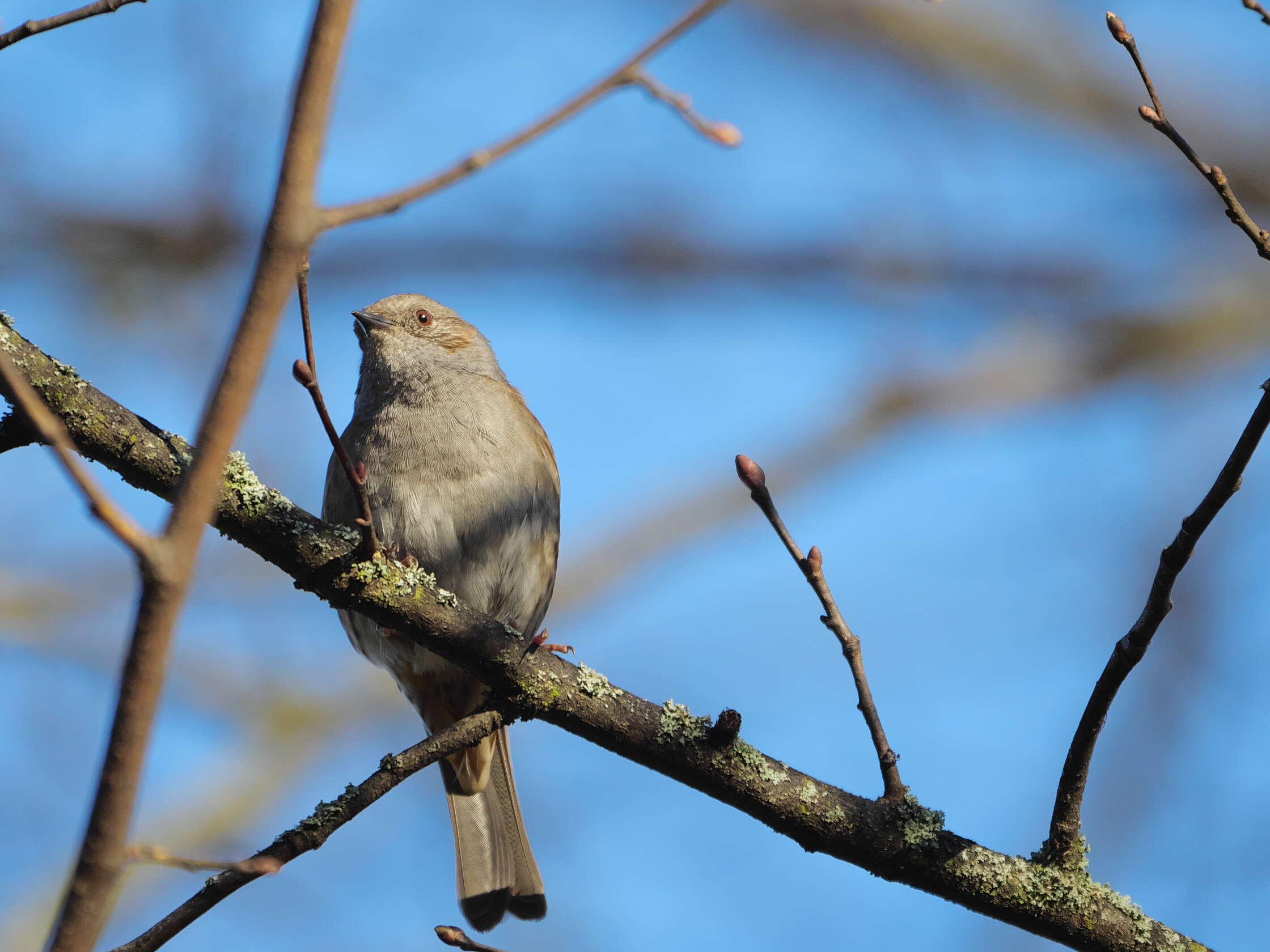 Image of Dunnock