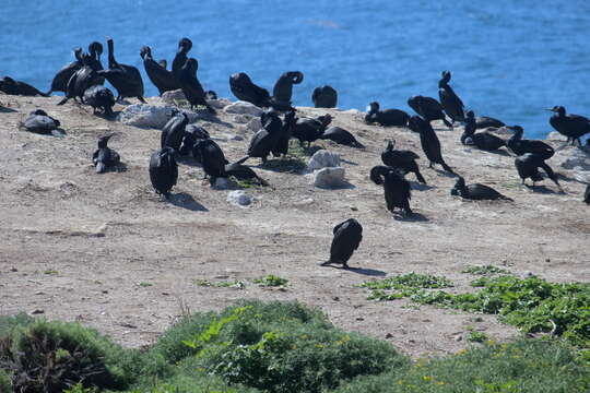 Image of Brandt's Cormorant