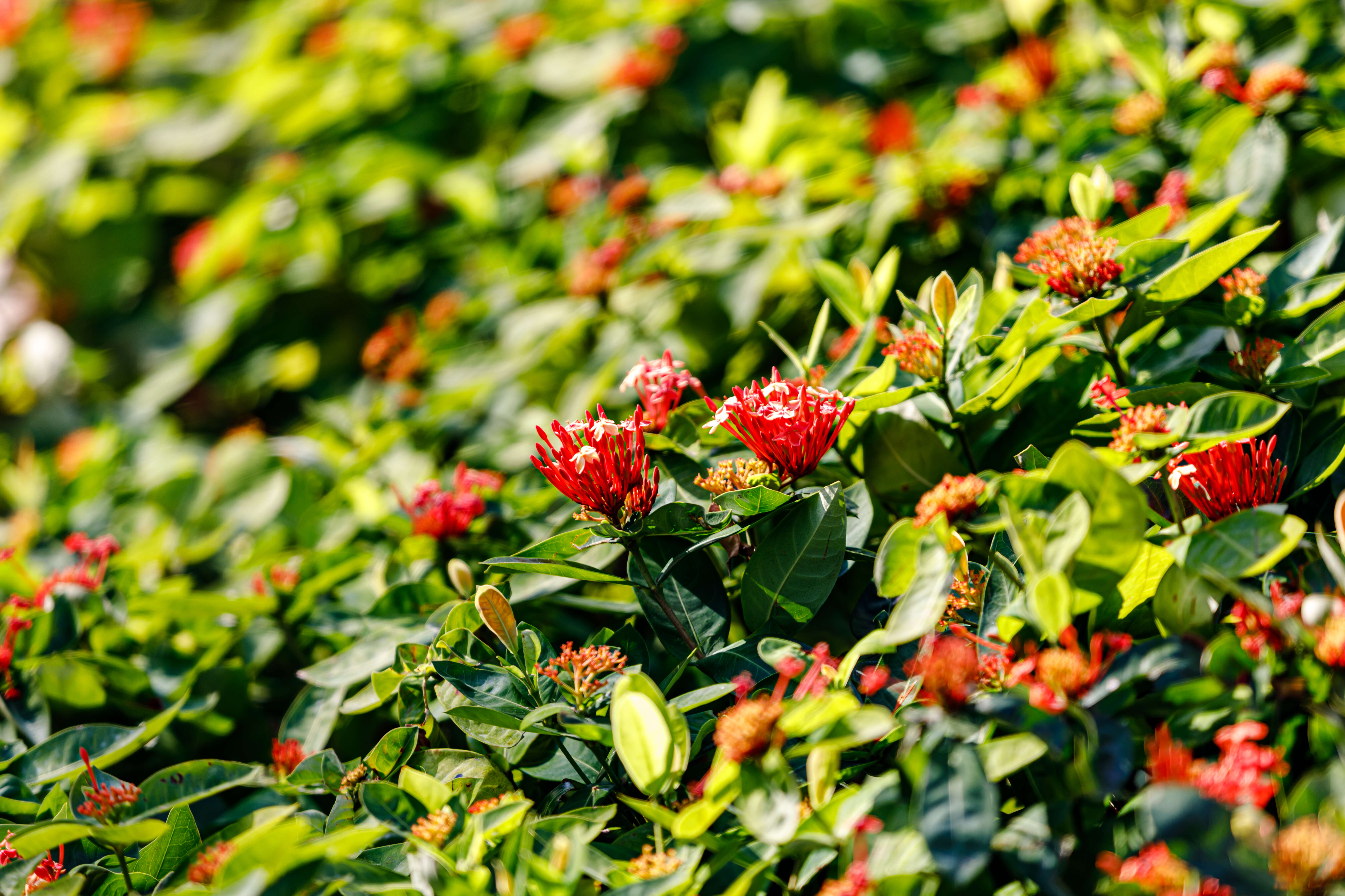 Ixora chinensis Lam. resmi