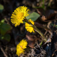 Image of coltsfoot