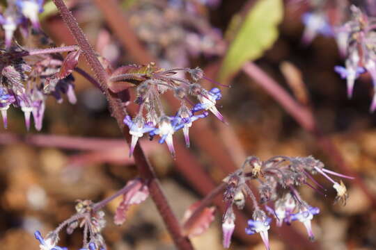 Image of Trachystemon orientalis