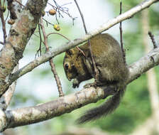 Image of Hoary-bellied Squirrel