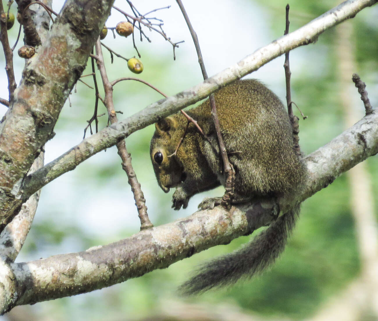 Image of Hoary-bellied Squirrel