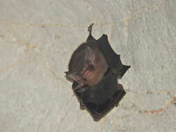 Image of Thomas's Sac-winged Bat