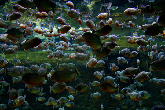 Image of Red-bellied piranha