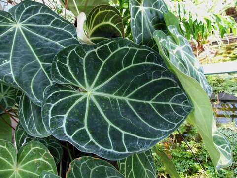 Imagem de Anthurium magnificum Linden