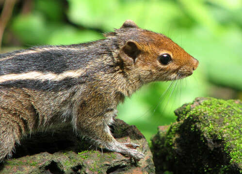 Image of Jungle Palm Squirrel