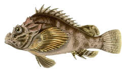 Image of False stonefish