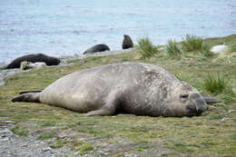 Image of South Atlantic Elephant-seal