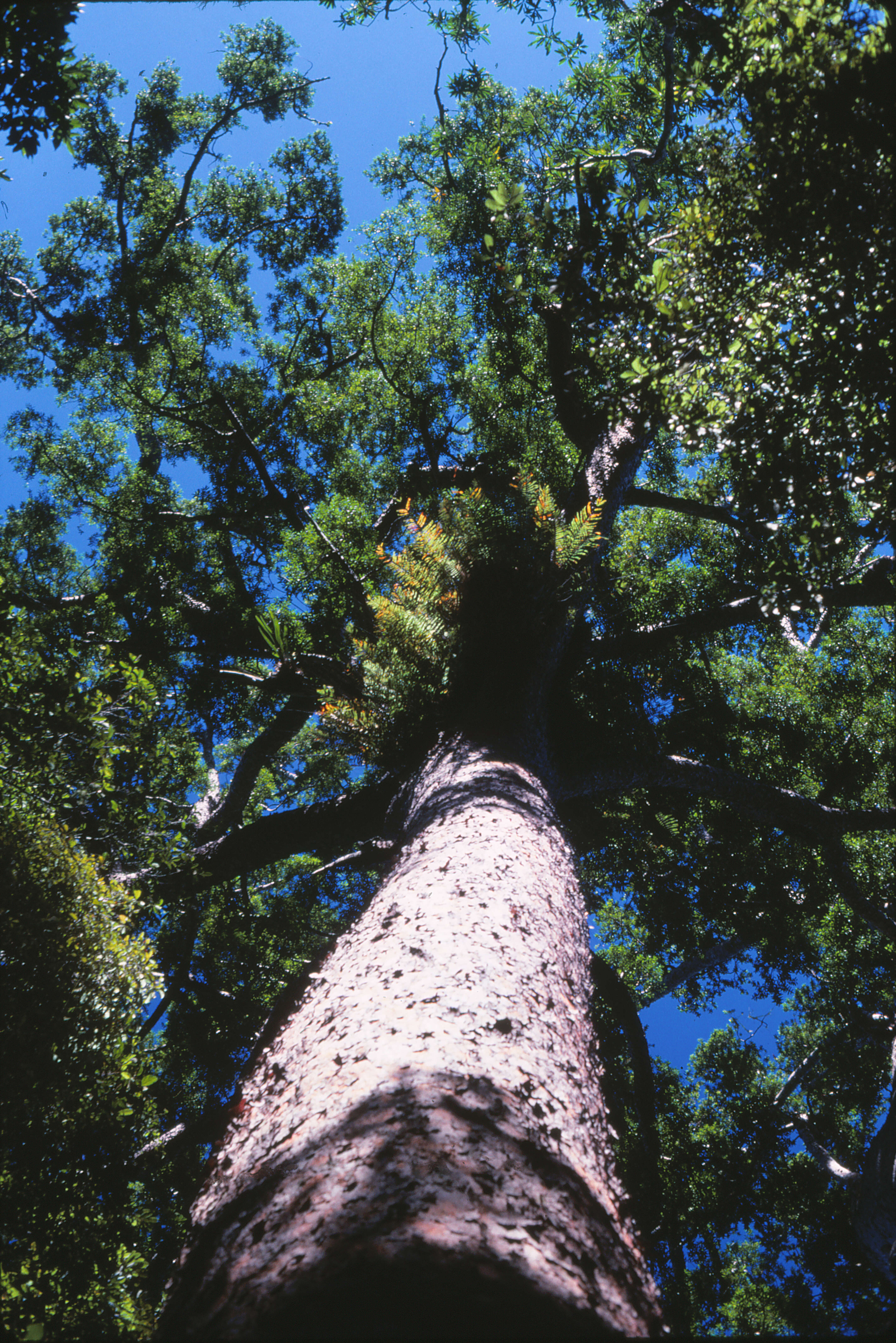 Image of Atherton Kauri Pine