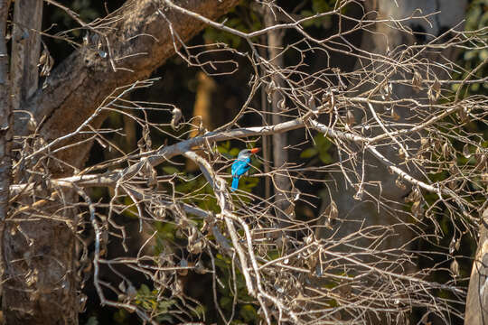 Image of Mangrove Kingfisher