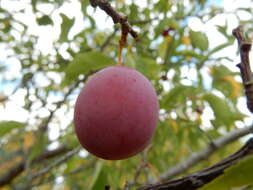 Image of American Plum